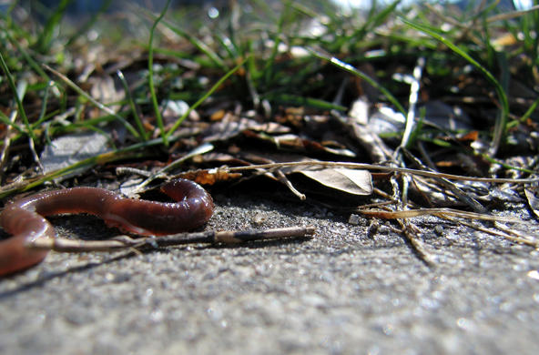 Earthworm on pavement