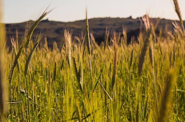 wheat farm crop cc_neville nel