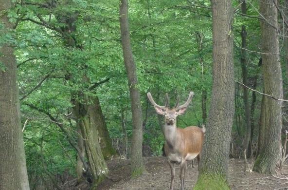White tail deer in the wild