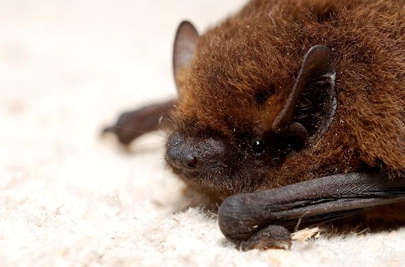 Bats are pivotal to the ecology of disease
