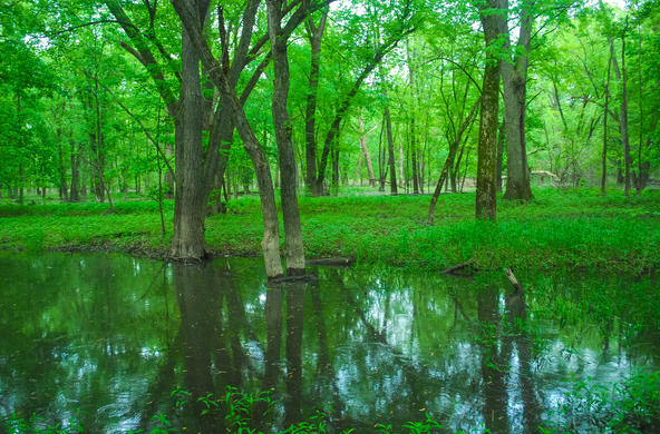A floodplain in a forest