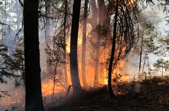 with a warmer climate, the forest service is dealing with more fires