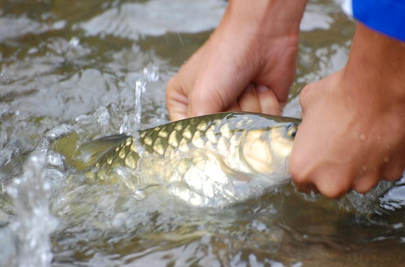 Fish in river fairuz othman. it is not a maple leaf