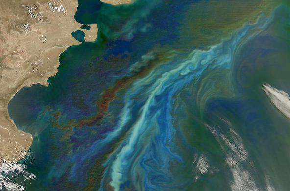 zooplankton off the coast of patagonia