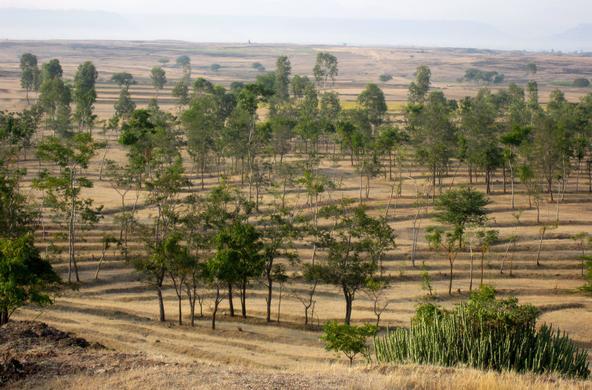 reforestation cc anke van lenteren