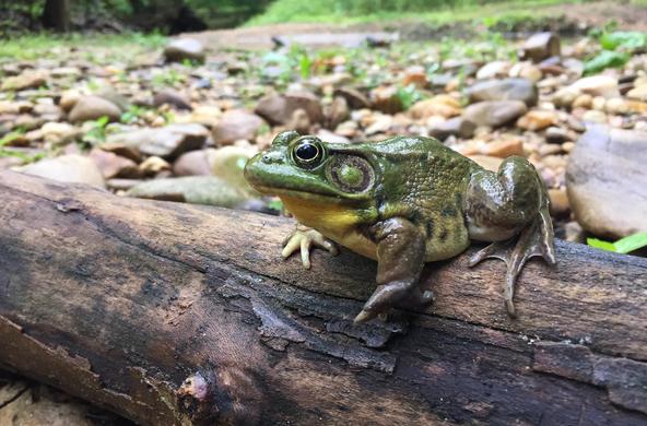 green frog cc brian gatwicke