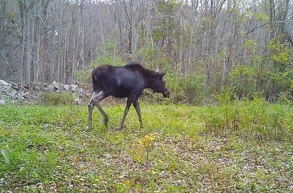 moose on cary campus