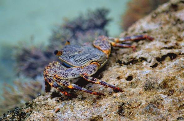 rock crab