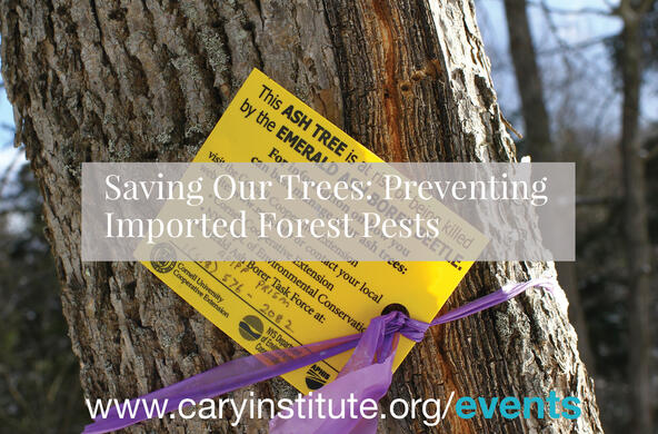 forest pests