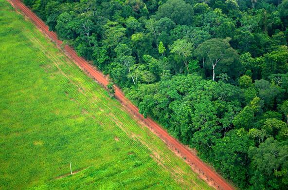 deforestation Brazil