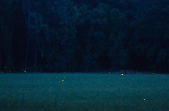 fireflies