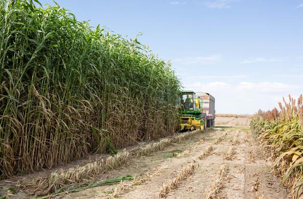 sorghum farm