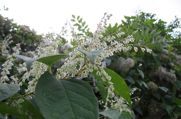 knotweed