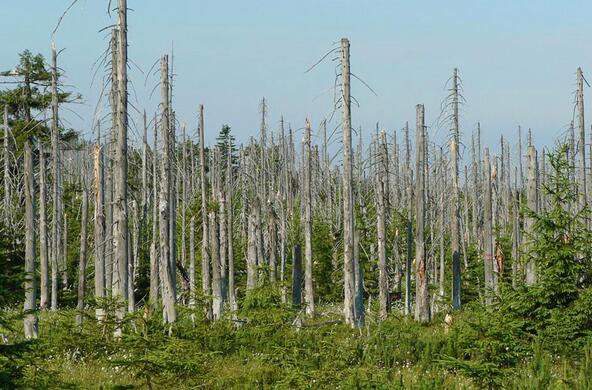 acid rain forest