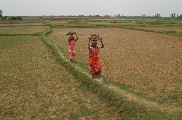 india agriculture