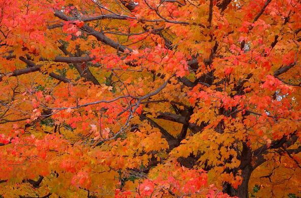 Sugar maple tree with vibrant orange leaves