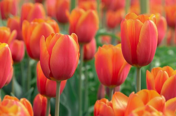 A field of orange tulips