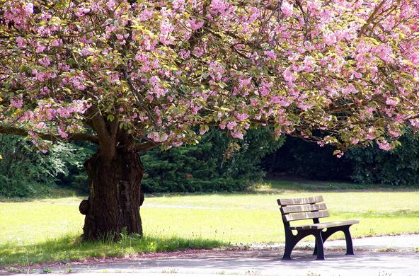 A quiet bench under a flowering tree at a cemetery