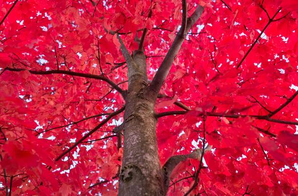 Vibrant red maple tree