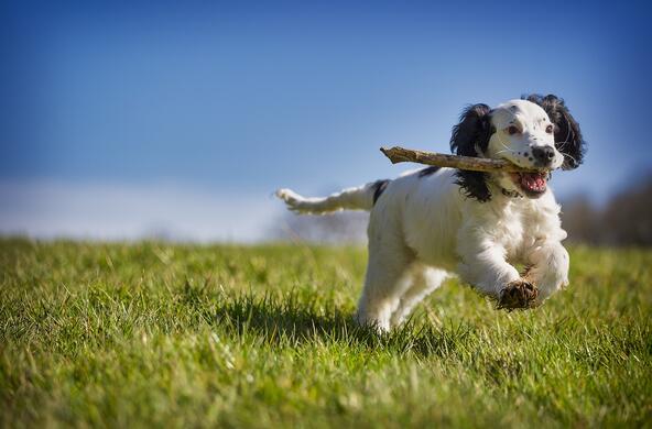 A happy dog running with a stick