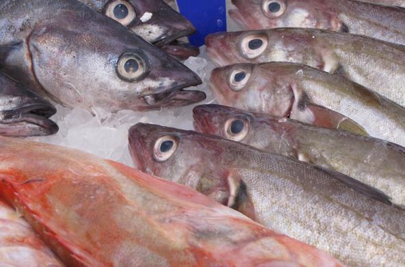 A lineup of smoked herring on ice