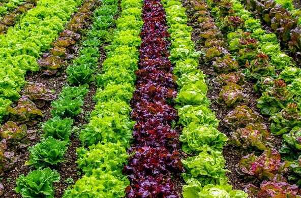 Rows of lettuce growing on a farm