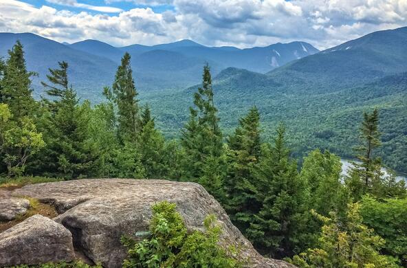 An Adirondack forest