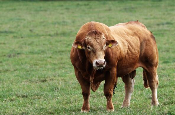 A bull in a field