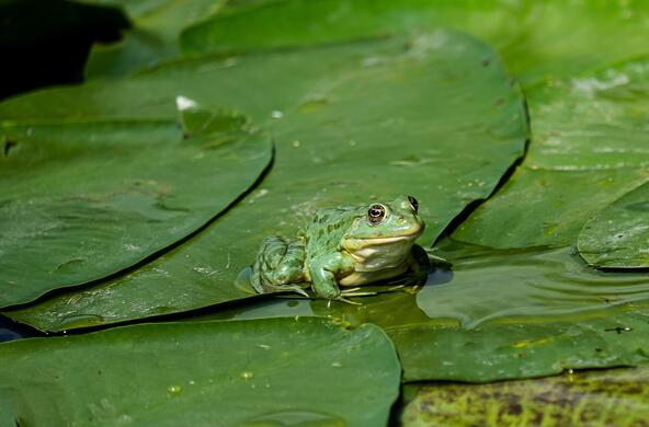 A green frog atop a lily pad