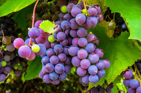 Purple grapes hanging on the vine