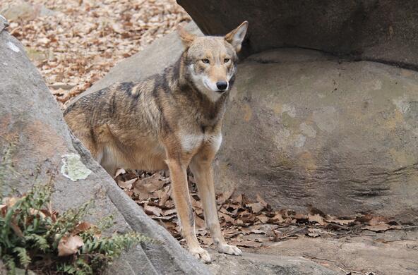 A red wolf