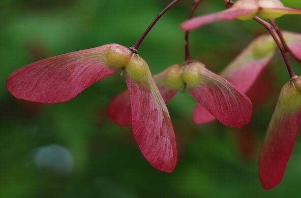 Vibrant maple tree seeds
