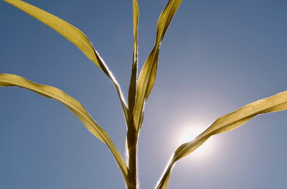 A parched plant caused by a drought