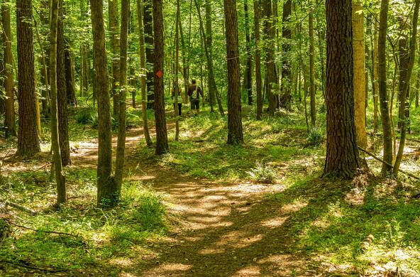 A hiker enjoys a shady path through a forest