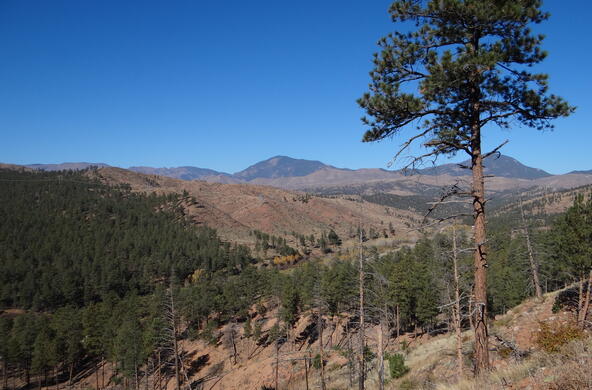 a tree stands on a burned hillside in colorado