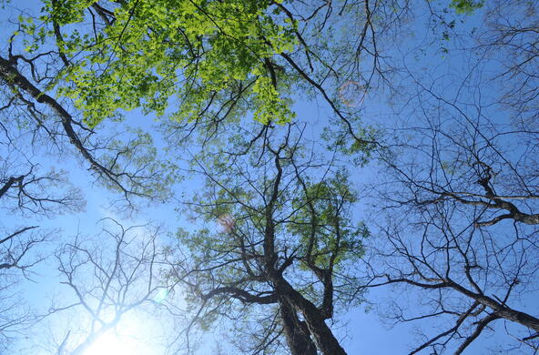 trees with few to no leaves