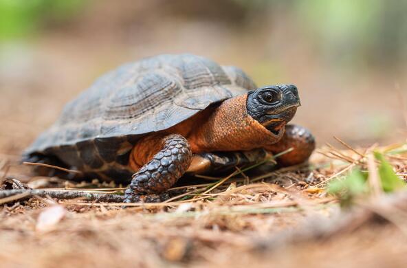 wood turtle