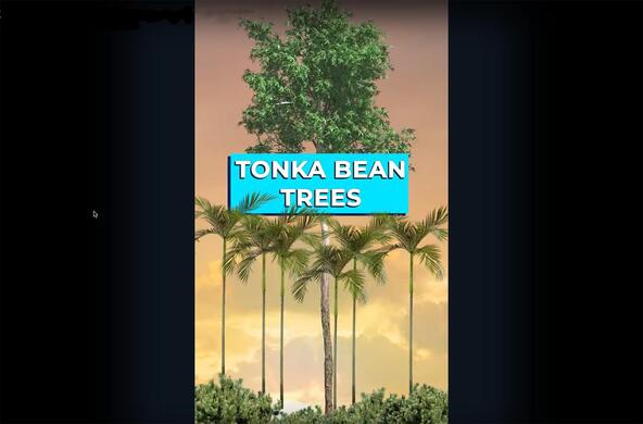 lightning and tonka tree