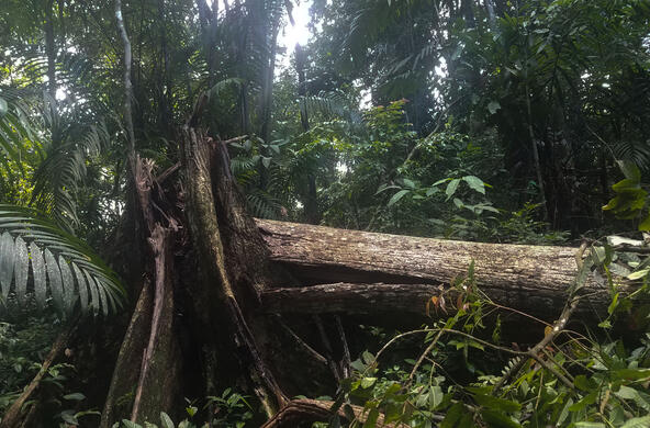 a fallen tree in a tropical forest