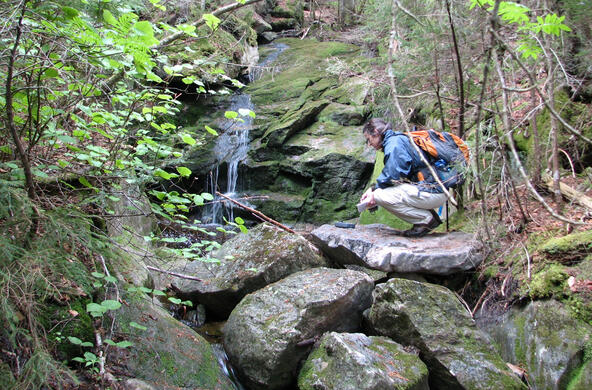 hubbard brook experimental forest
