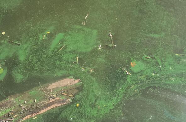 harmful algal bloom hudson river