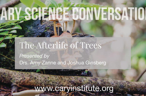 video afterlife of trees