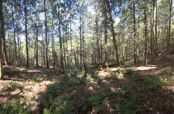 hemlock forest in catskill mountains