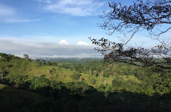 hillside with regenerating tropical forest