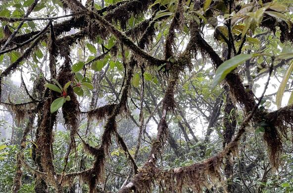 canopy soil and moss growing on tree branches