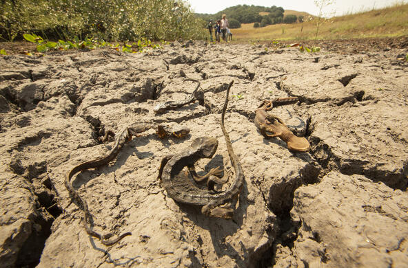 Dead lizards in a dried up pond bed