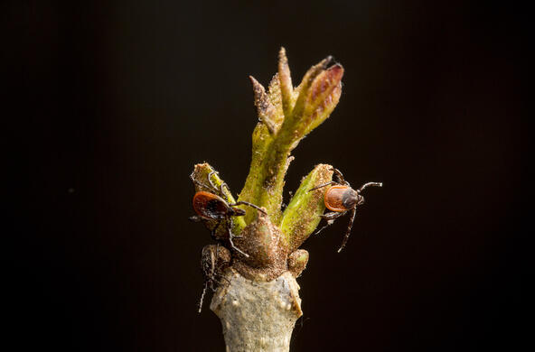 ticks on a plant