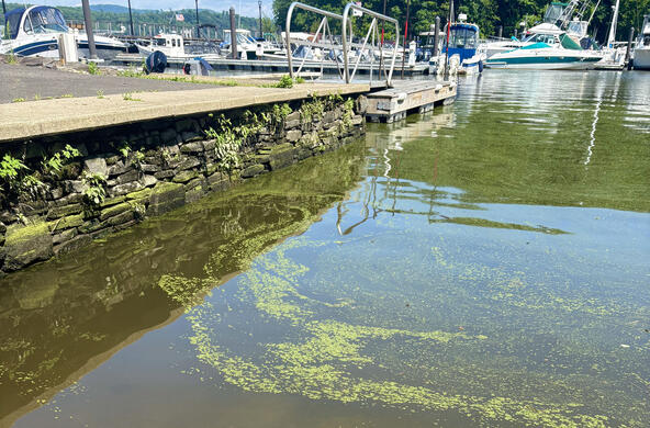 harmful algal bloom