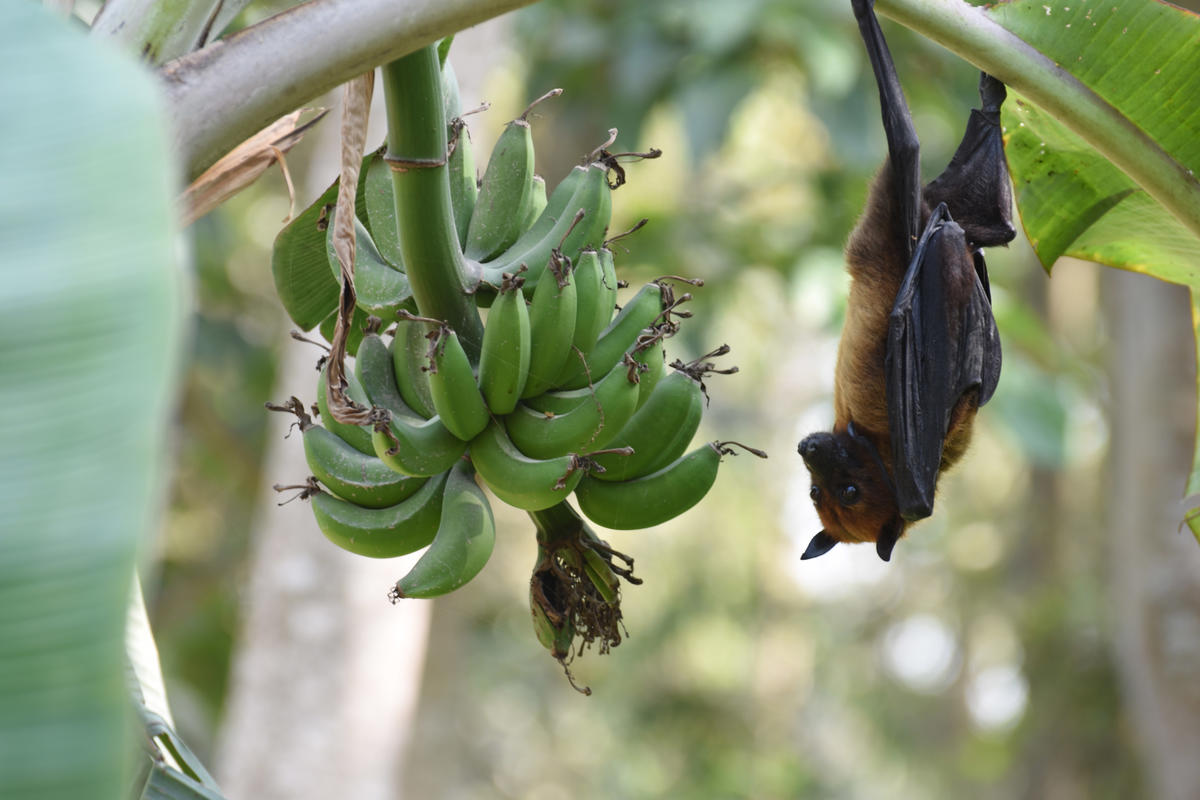 Indian flying fox bat credit: Ausraful Islam