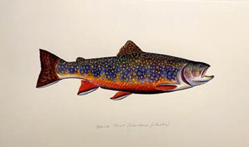 brook trout